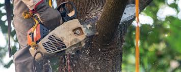 Best Tree Health Inspection  in Winchester, KY