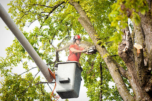 Best Hazardous Tree Removal  in Winchester, KY